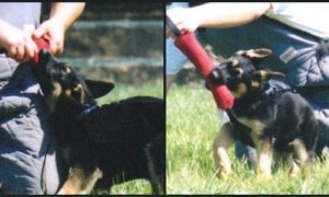 German Shepherd Puppy Sport Training