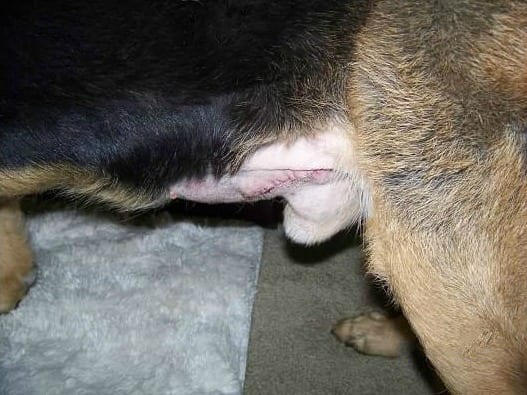 German Shepherd Surgery Scar