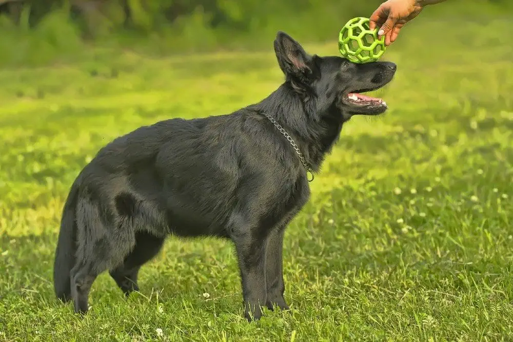 black german shepherd puppy
