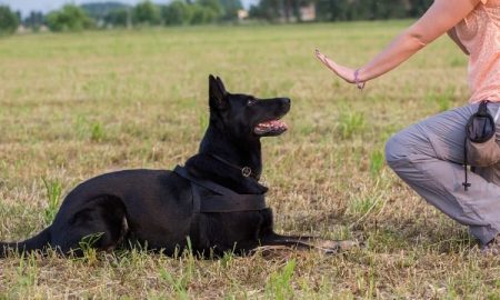 5 training tips for the german shepherd dog