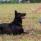 5 training tips for the german shepherd dog