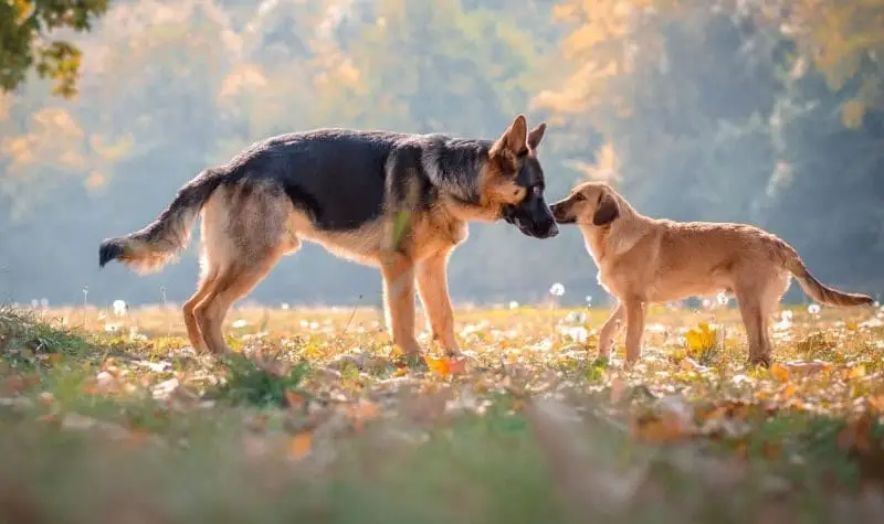 Your Dog’s Body Language | German Shepherd Country
