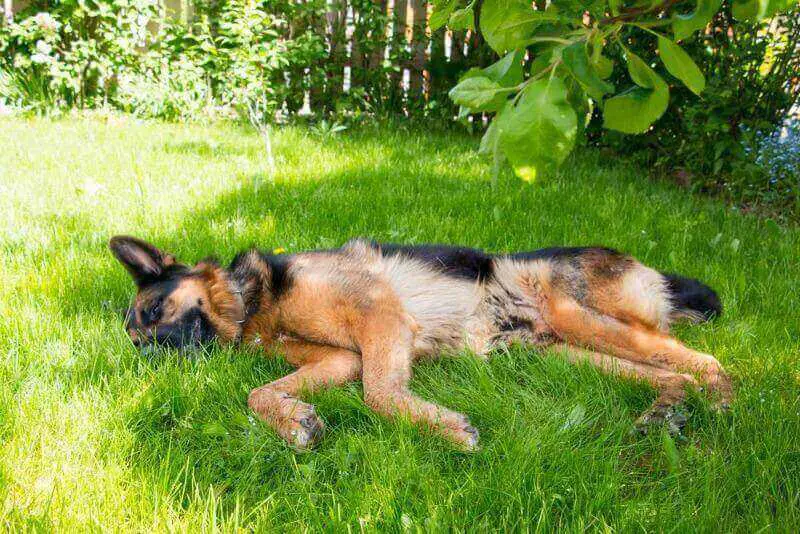 german shepherd in grass