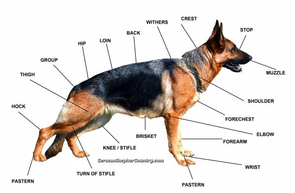 german shepherd anatomy chart