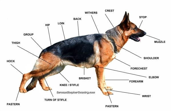 what is the average weight of a female german shepherd