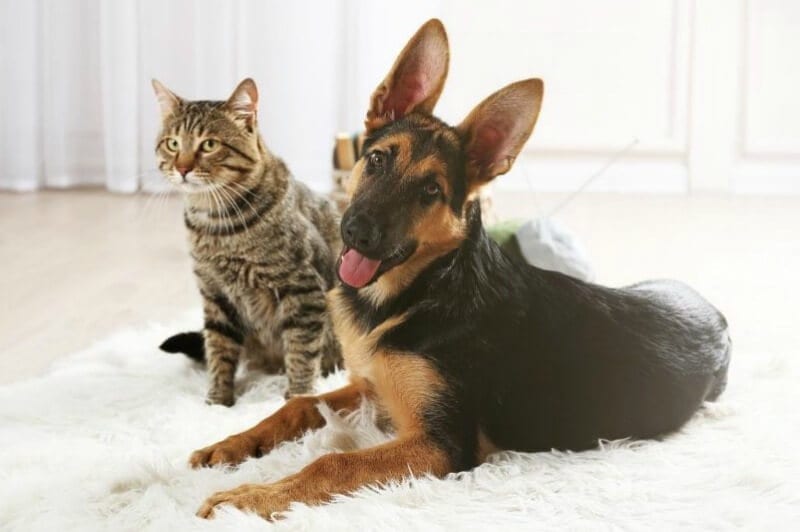 german shepherd puppy and cat