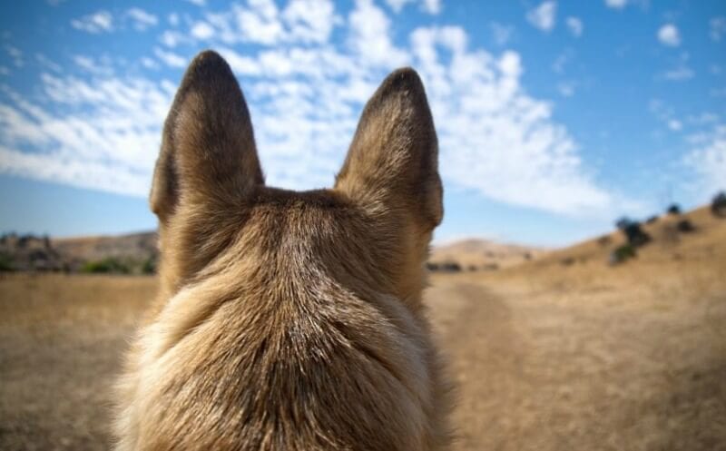 german shepherd breed standards ears