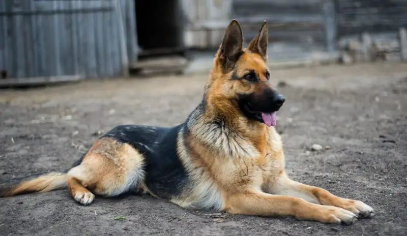 Medium haired hot sale german shepherd