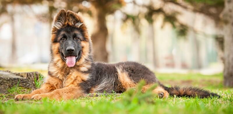 Big boned long haired german shepherd best sale