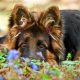 coccidiosis in puppys