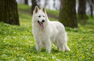 Colors of a German Shepherd (Updated 2021) | German Shepherd Country