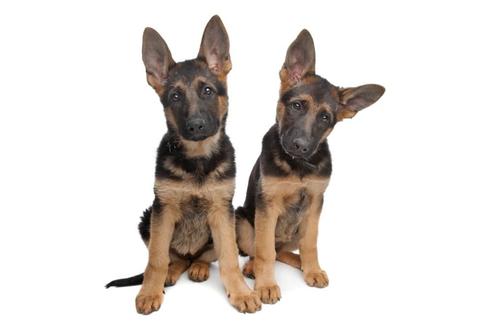 2 german shepherd puppies