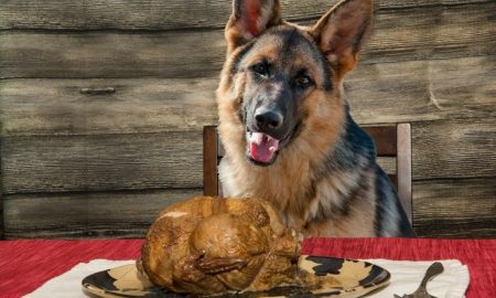 thanksgiving tips for dogs