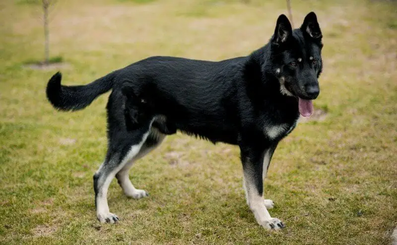 Bicolor hot sale german shepherd