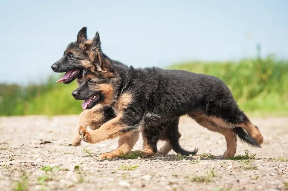 german shepherd puppies running