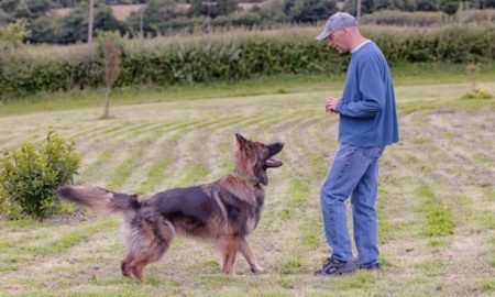 german dog commands