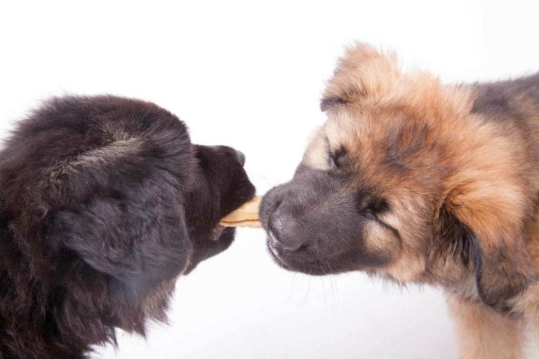 All You Need To Know About Rawhide German Shepherd Country