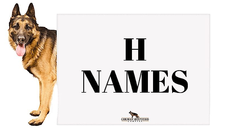 dog names that start with h