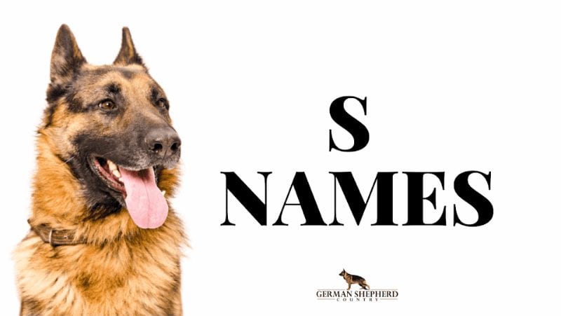 dog names that start with s