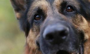 german shepherd dog close-up of face