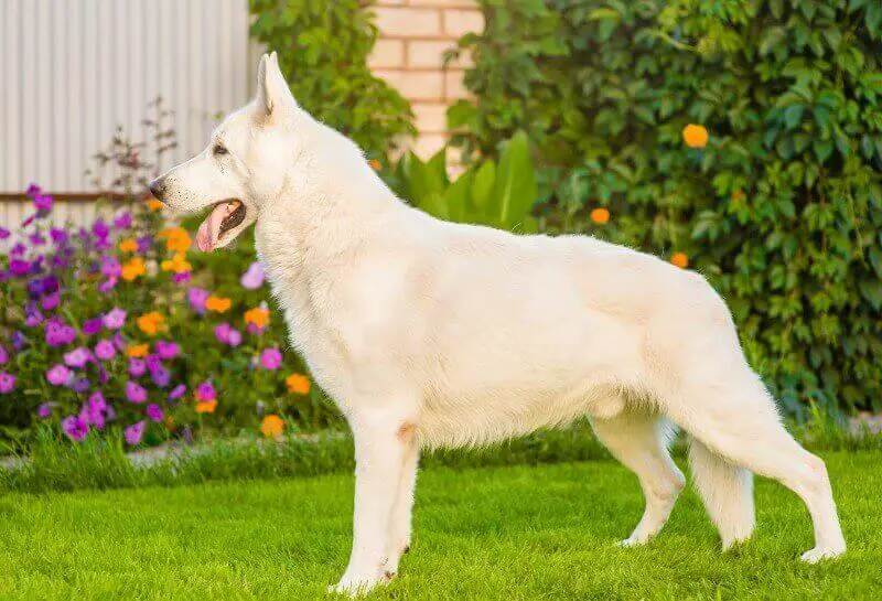 white german shepherd dog in stance