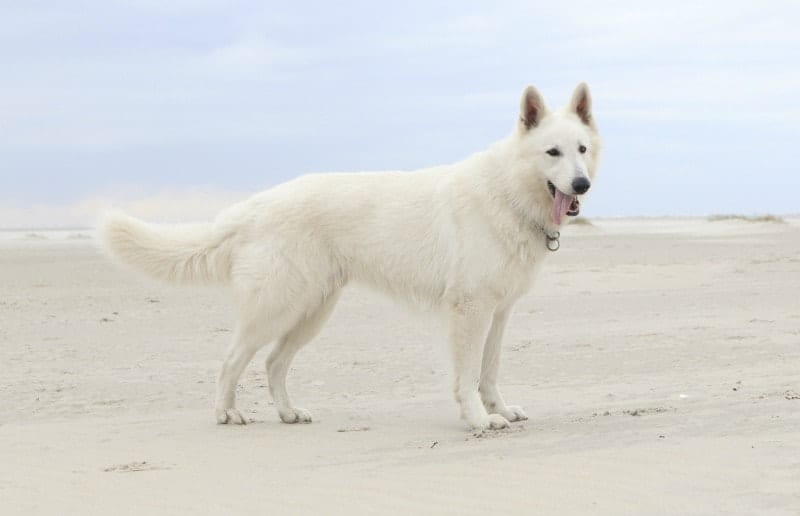 white german shepherd dog 