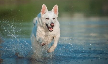 white german shepherd dog