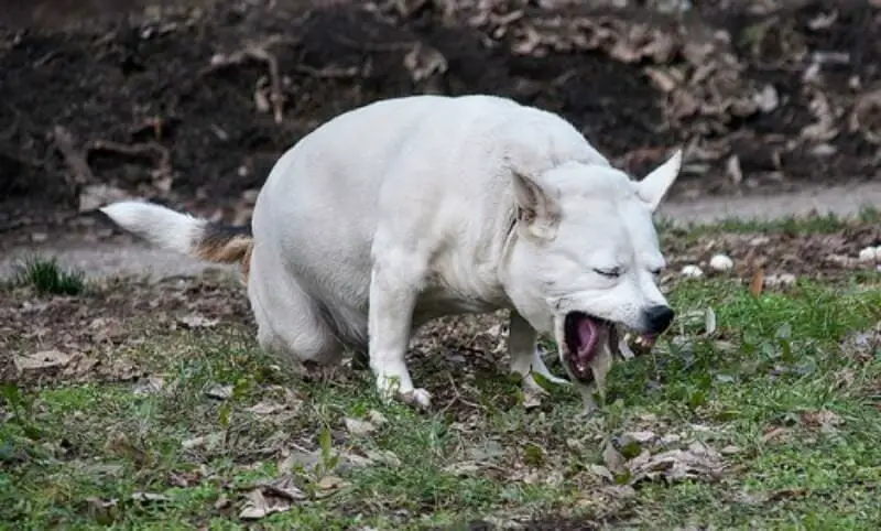 white dog vomiting