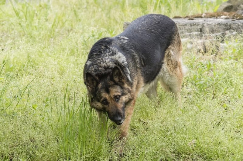 german shepherd dogs eat grass