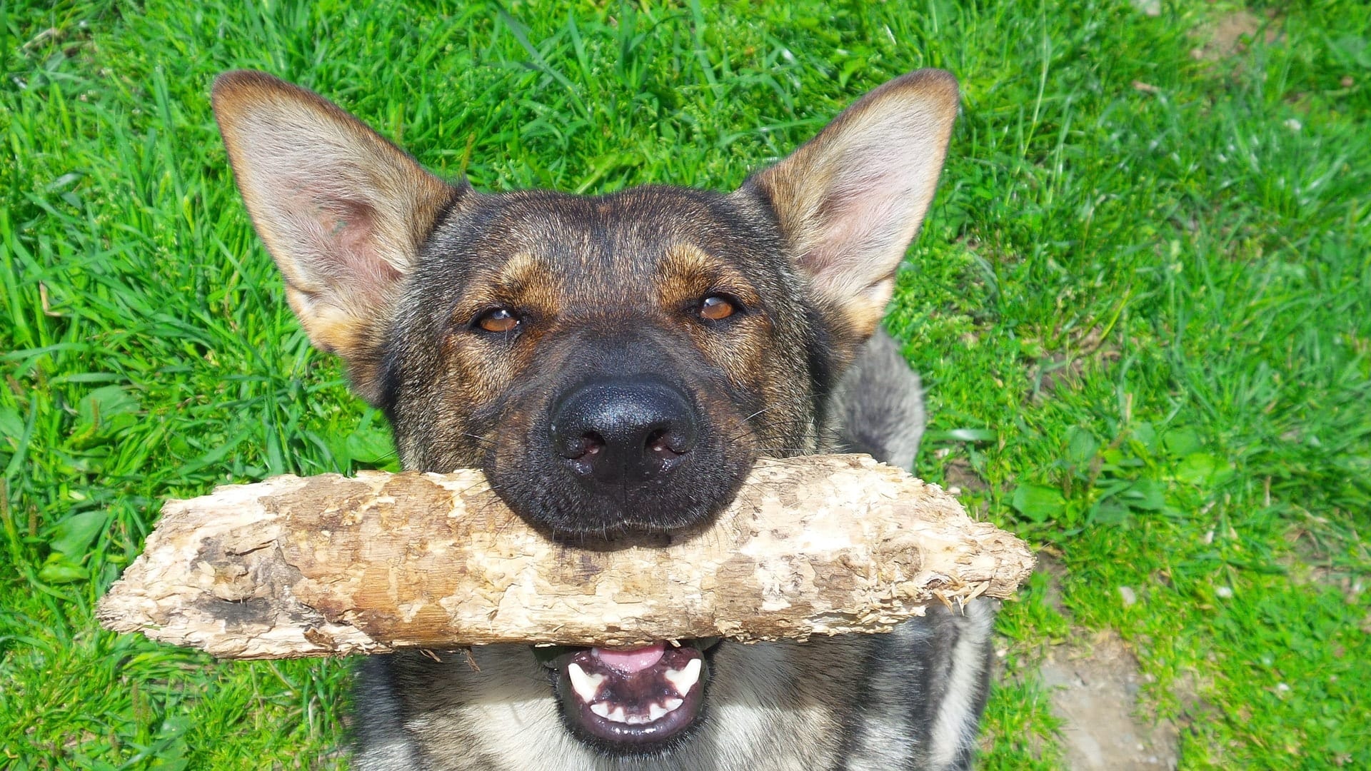 german shepherd dog with stick