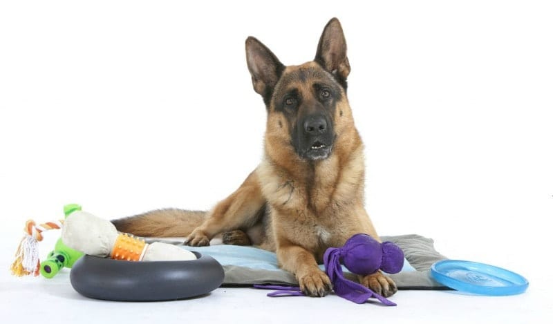 german shepherd dog with toys