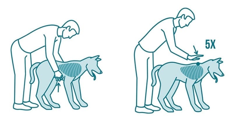 heimlich maneuver for dogs