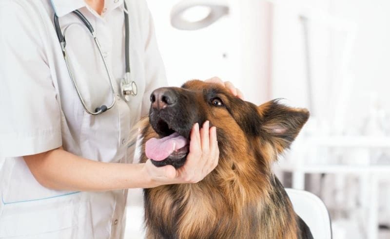 german shepherd dog with veterinarian