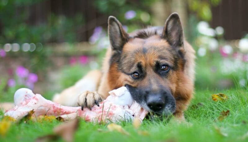 german shepherd eating a raw bone