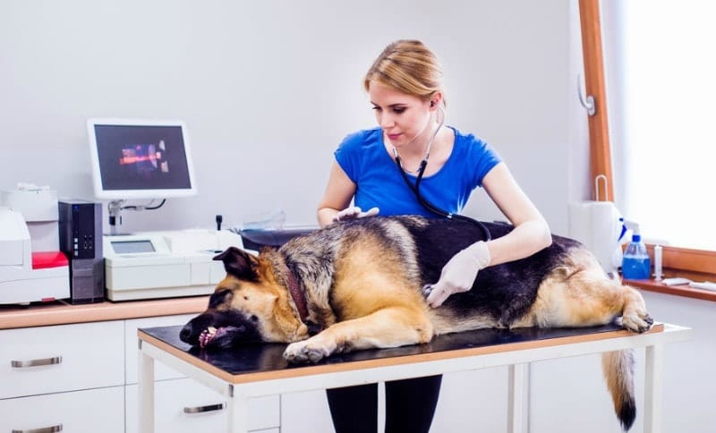 german shepherd vet examination