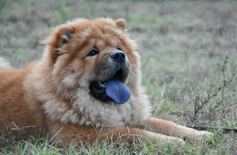 do german shepherds have black tongues