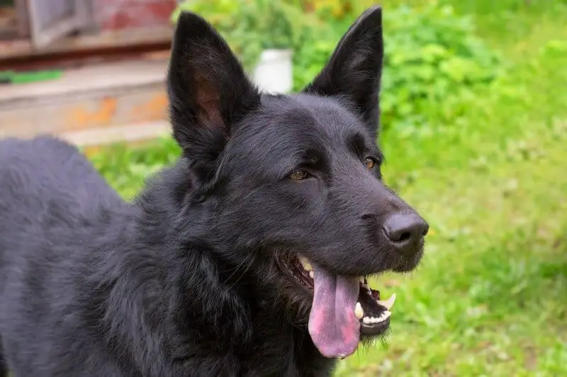 why does my dog have black spots on her tongue