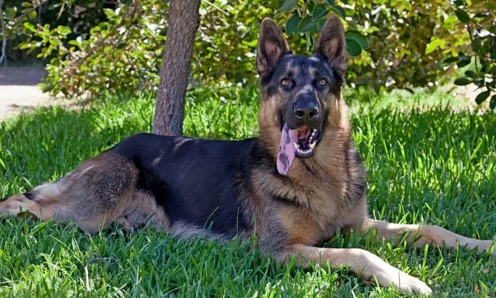 dogs with black spots on tongue Archives German Shepherd Country