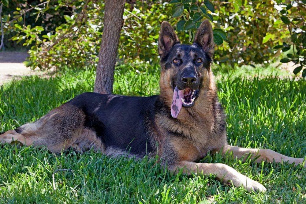 German Shepherd has Black Spots on Tongue