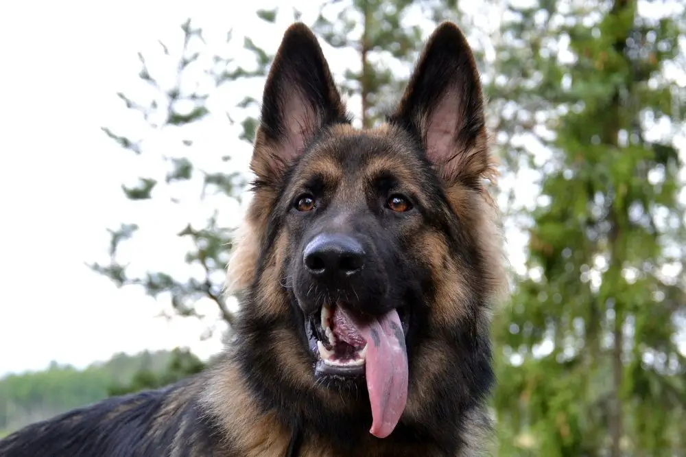 german shepherd with black spots on tongue