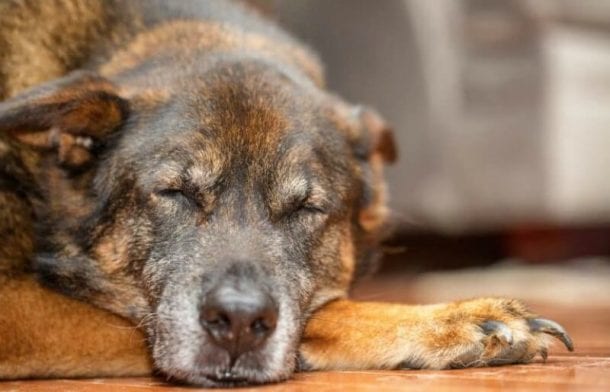 10 Signs Your Dog May Be Ready to Cross the Rainbow Bridge | German ...