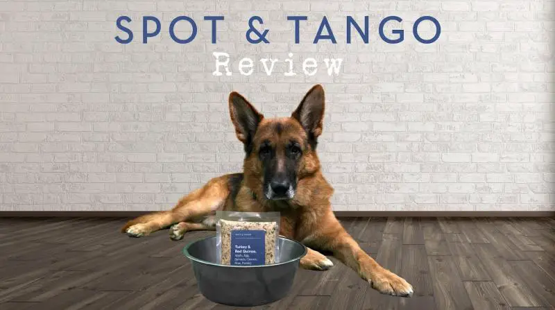 Spot and Tango Review