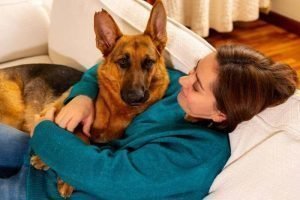 German Shepherd Rescues (2022 Updates) | German Shepherd Country