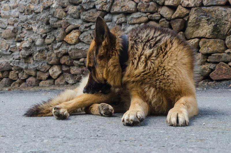 german shepherd dog allergies