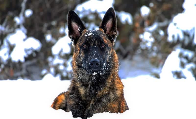 what is a black sable german shepherd