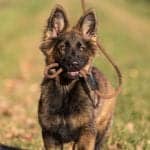 Sable German Shepherd