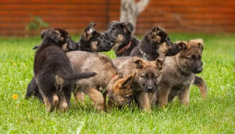 Sable German Shepherd Puppies