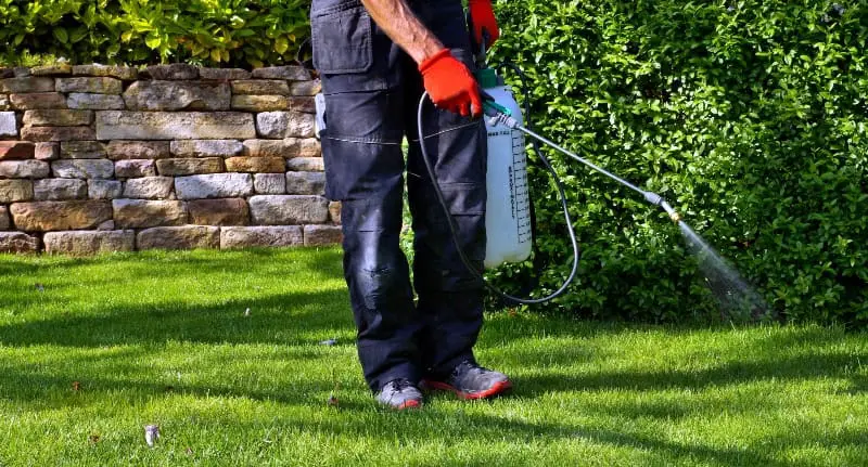 Spraying pesticides on lawn