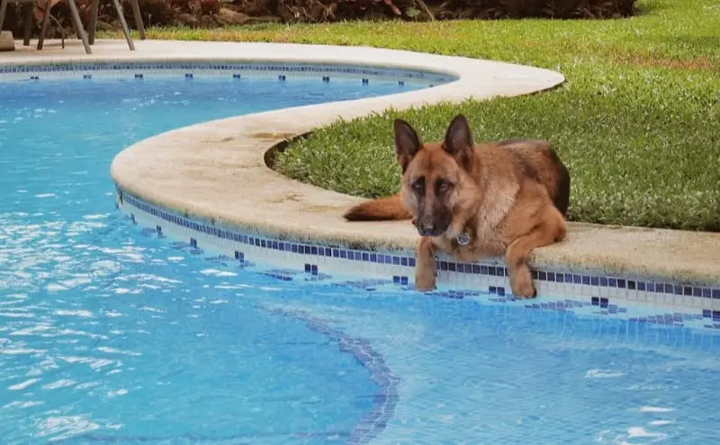 German Shepherd by swimming pool