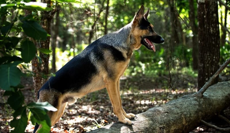 gsd in woods
